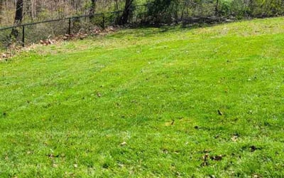 Photo of Tammy M.'s yard after getting lawn care in New London, CT