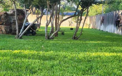 Photo of Yollie T.'s yard after getting lawn care in Temple, TX