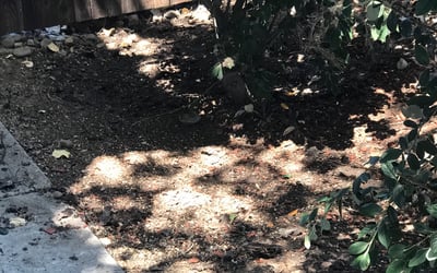 Photo of Kelly T.'s yard after getting tree care in Wimberley, TX