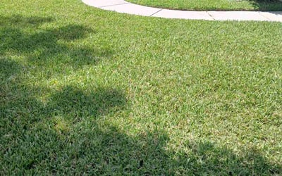 Photo of Patrick V.'s yard after getting lawn care in Summerfield, FL