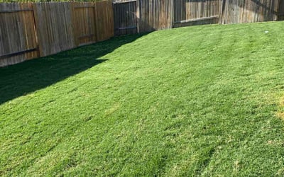 Photo of Dani I.'s yard after getting lawn care in Manor, TX
