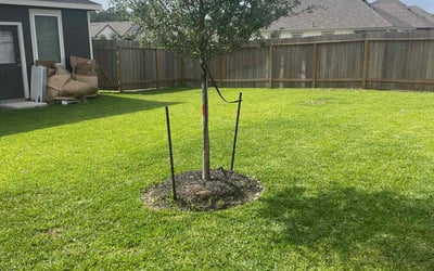 Photo of Darrin S.'s yard after getting lawn care in Conroe, TX