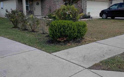 Photo of Debra M.'s yard after getting tree care in Salinas, CA