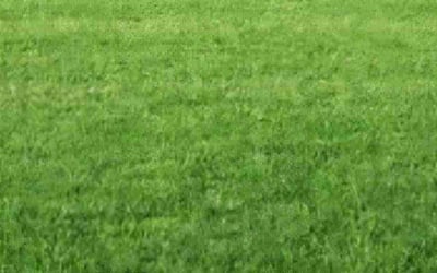 Photo of enrique p.'s yard after getting lawn care in Lowell, IN