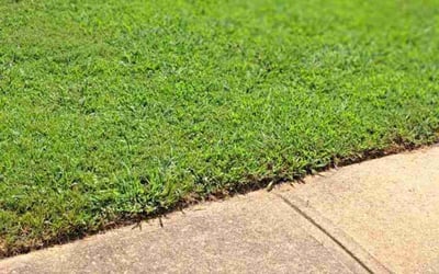 Photo of Claudio B.'s yard after getting lawn care in Forney, TX