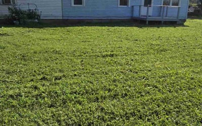 Photo of Hannah E.'s yard after getting lawn care in Berlin, MD