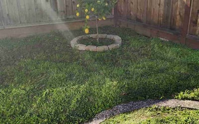 Photo of Nanni C.'s yard after getting lawn care in San Jose, CA