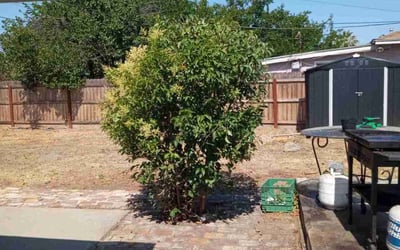 Photo of Kimberly S.'s yard after getting tree care in Geneva, FL