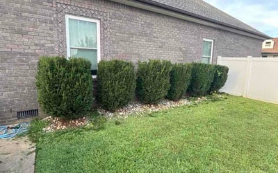 Photo of Cathy B.'s yard after getting lawn care in Affton, MO