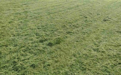 Photo of Randy B.'s yard after getting lawn care in Saint Cloud, MN