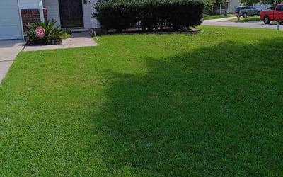 Photo of Monique A.'s yard after getting tree care in Los Angeles, CA