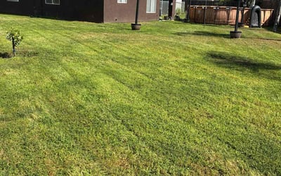 Photo of Dyanna N.'s yard after getting lawn care in Tulare, CA