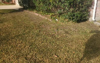 Photo of Mark M.'s yard after getting tree care in Gainesville, FL