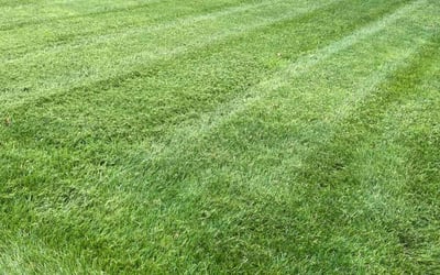 Photo of Janet G.'s yard after getting lawn care in Ansonia, CT