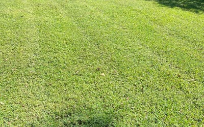 Photo of Megan M.'s yard after getting lawn care in Mount Holly, NC
