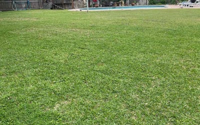 Photo of Frank B.'s yard after getting lawn care in Webster, TX