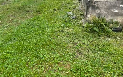 Photo of Crystal B.'s yard after getting lawn care in Rocky Mount, NC