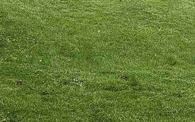 Photo of jerry b.'s yard after getting lawn care in Malden, MA