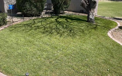 Photo of Shandraya H.'s yard after getting lawn care in Queen Creek, AZ
