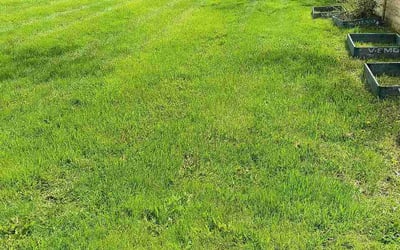 Photo of Robin L.'s yard after getting lawn care in Washington, IL