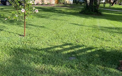 Photo of Callie H.'s yard after getting lawn care in Memphis, TN