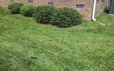 Photo of Shanecka H.'s yard after getting lawn care in Smithfield, NC