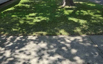 Photo of Southmayd F.'s yard after getting lawn care in Wayland, MA