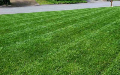 Photo of Steve P.'s yard after getting lawn care in Chattanooga, TN