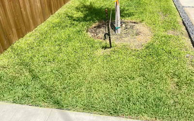 Photo of Wilhelmina B.'s yard after getting lawn care in Bridgeport, CT