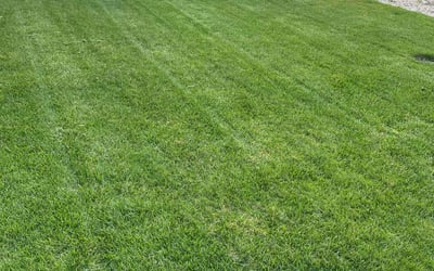 Photo of Brandin B.'s yard after getting lawn care in Branford, CT