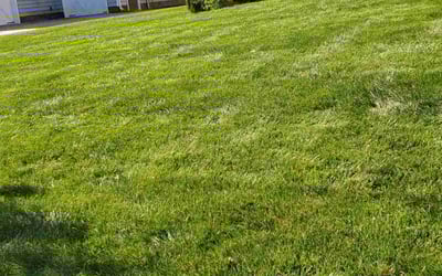 Photo of Kia J.'s yard after getting lawn care in Chester, VA