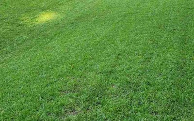 Photo of Jean M.'s yard after getting lawn care in Middletown, CT