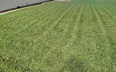 Photo of Brian P.'s yard after getting lawn care in Palm Coast, FL