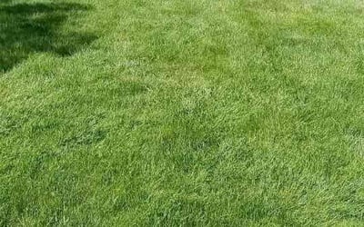 Photo of Christian W.'s yard after getting lawn care in Redmond, WA