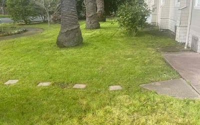 Photo of Sarah L.'s yard after getting lawn care in Healdsburg, CA