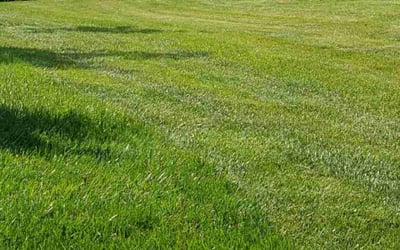 Photo of Mary P.'s yard after getting lawn care in Roseville, MI