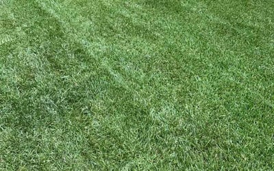 Photo of Xavier G.'s yard after getting lawn care in Round Rock, TX