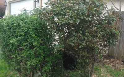 Photo of Nichole T.'s yard after getting tree care in Durango, CO