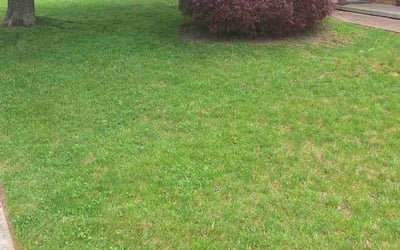 Photo of LaTasha C.'s yard after getting lawn care in Bensalem, PA