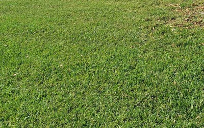 Photo of Dallas H.'s yard after getting lawn care in Sarasota, FL