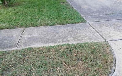 Photo of Grace W.'s yard after getting lawn care in Union City, NJ