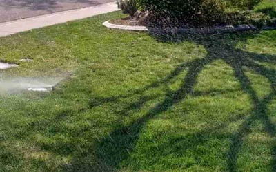 Photo of Beverly T.'s yard after getting lawn care in Copperas Cove, TX