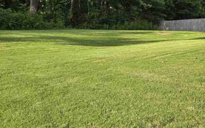 Photo of Sara B.'s yard after getting lawn care in Northport, AL