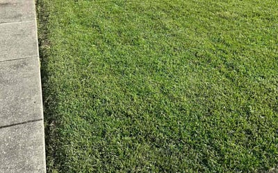 Photo of Dinah M.'s yard after getting lawn care in Crowley, LA