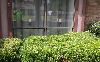 Photo of Amber D.'s yard after getting tree care in Forney, TX