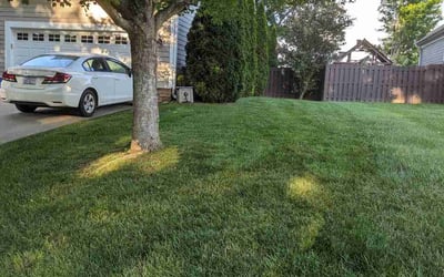 Photo of Mark K.'s yard after getting lawn care in Arden, NC