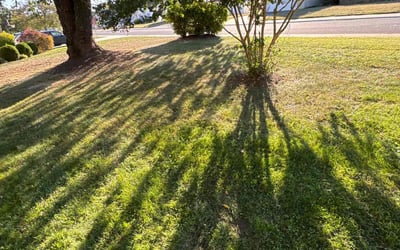Photo of Vivian Z.'s yard after getting lawn care in Milford, DE