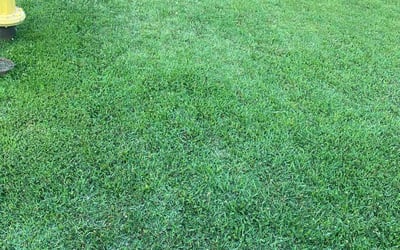 Photo of Stephanie R.'s yard after getting lawn care in Jasper, AL