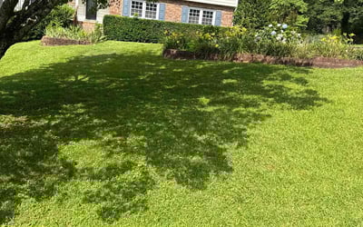 Photo of Deborah S.'s yard after getting lawn care in Redford, MI