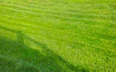 Photo of Cameron H.'s yard after getting lawn care in Marrero, LA
